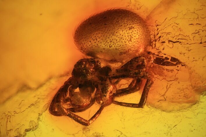 Fossil Spider (Aranea) In Baltic Amber #45133